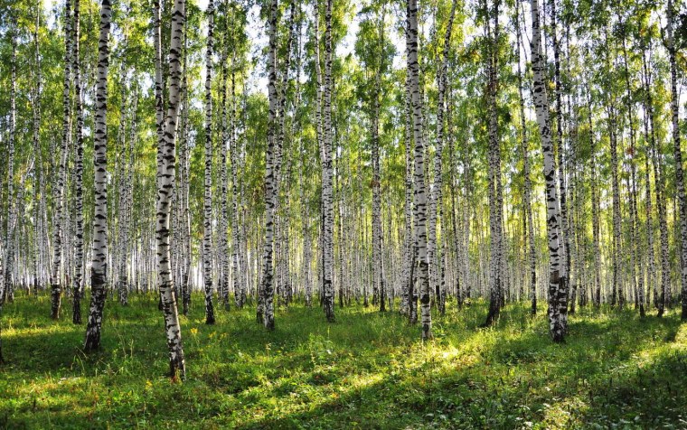 Пушкиногорье Березовая роща