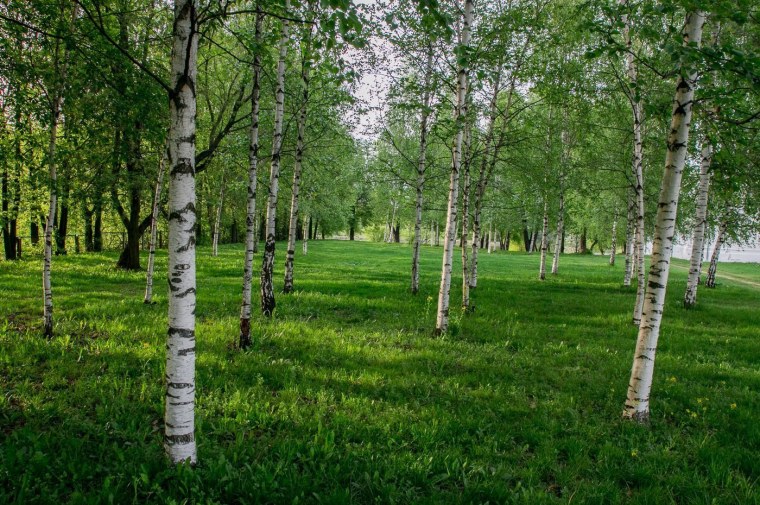 Березовая роща Пермь