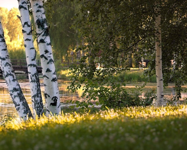 Природа березы