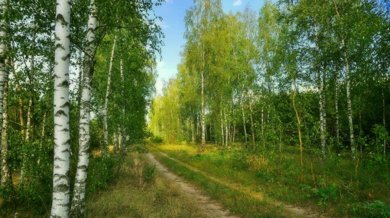 Березовая роща Якутии