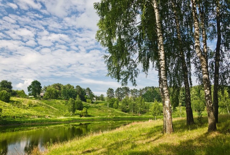 Береза в Омской области