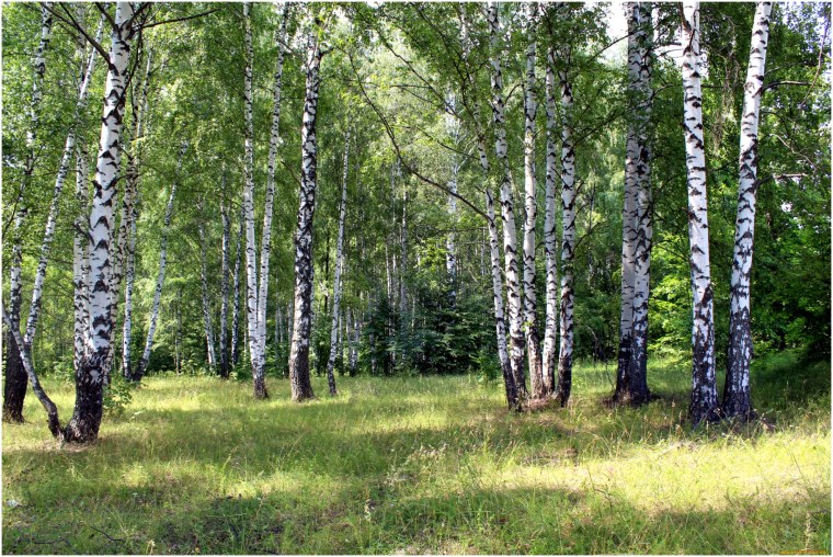 Кудрявая береза