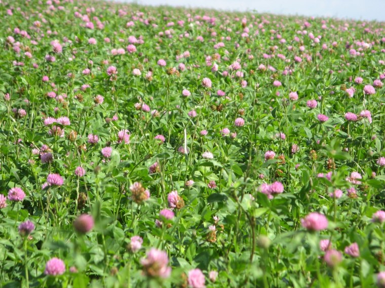 Клевер Луговой гибридный ползучий