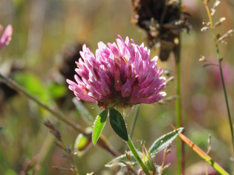 Красный Клевер Trifolium pratense