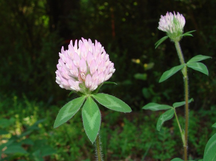 Клевер красный (Trifolium Rubens)