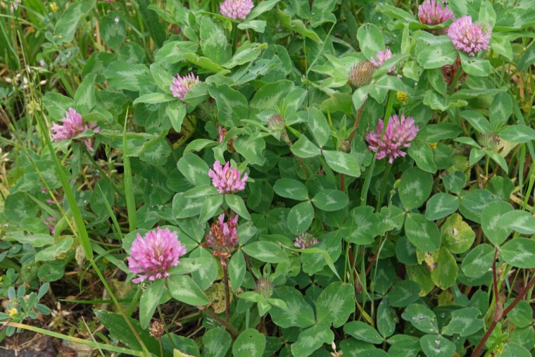 Клевер Луговой Trifolium praténse