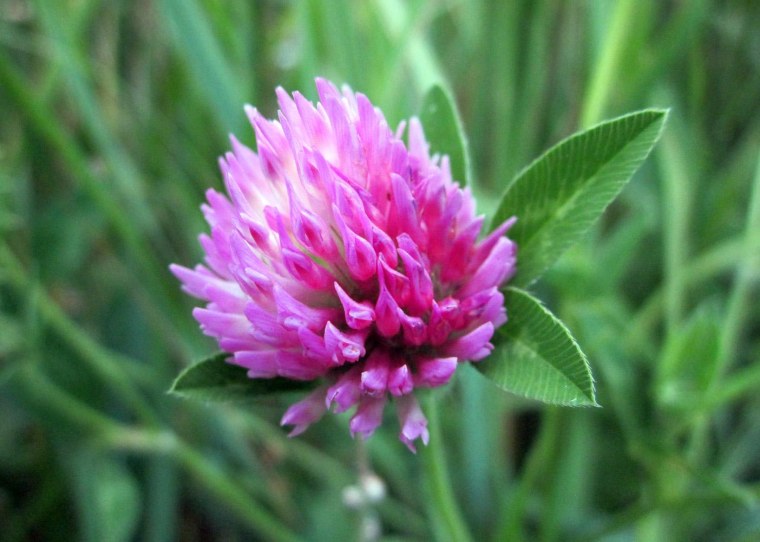 Клевер Луговой