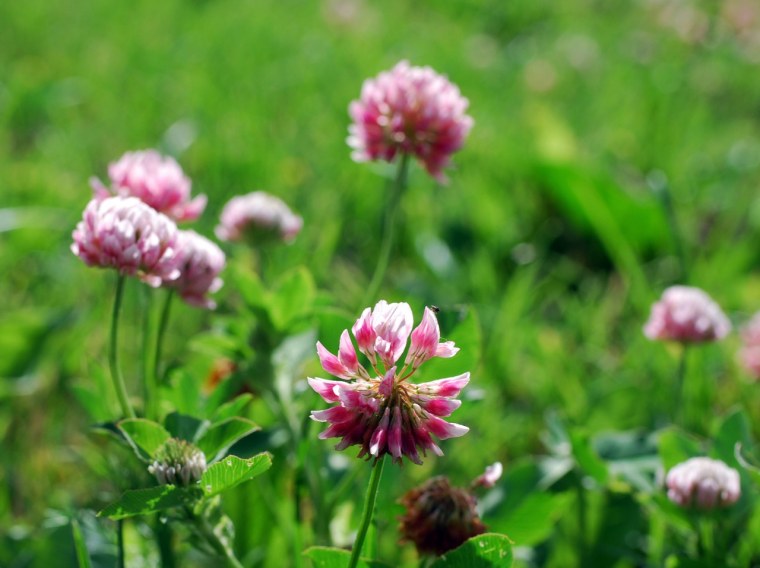 Клевер Луговой красный для газона