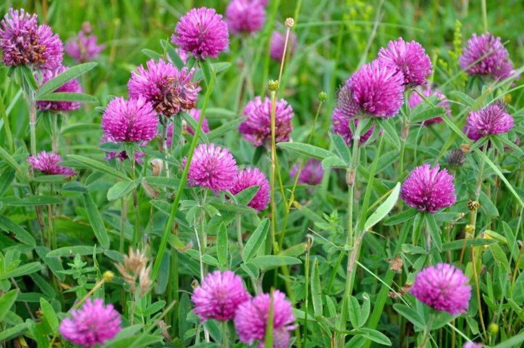 Клевер сидерат