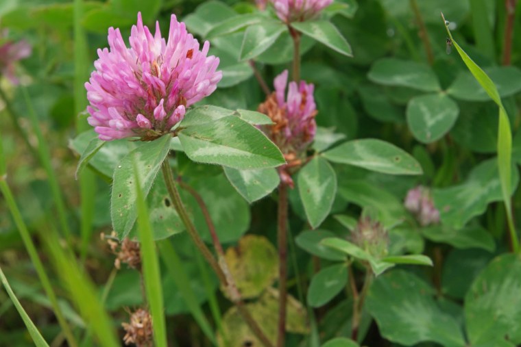 Красный Клевер Trifolium pratense