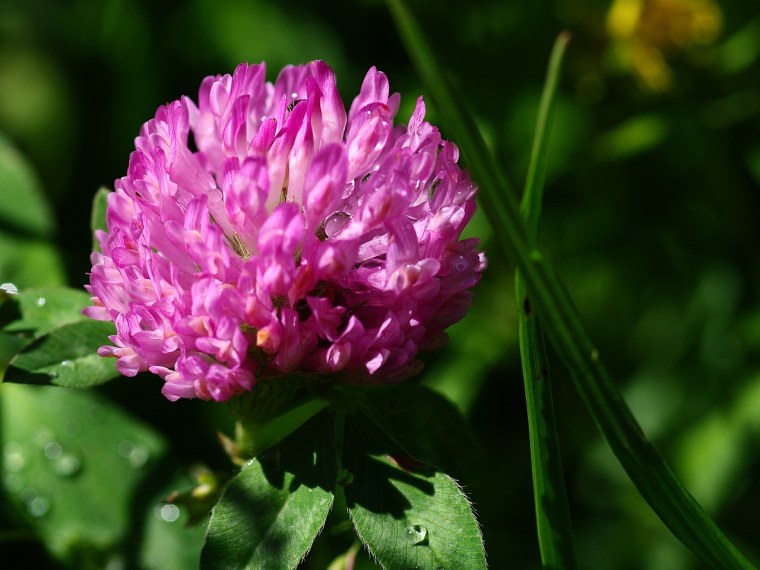 Клевер Луговой (красный, розовый)