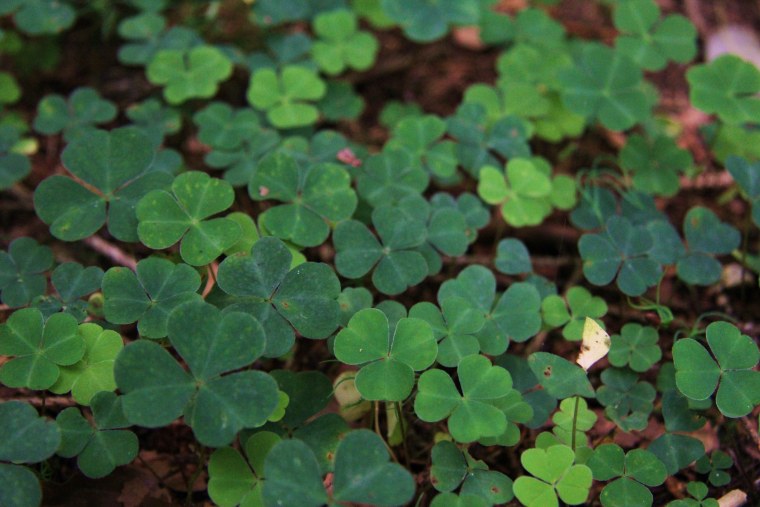 Красный четырехлистный Клевер