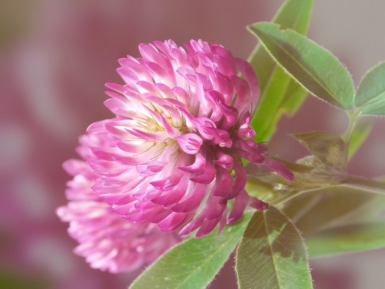 Клевер ВСПУХЛЫЙ