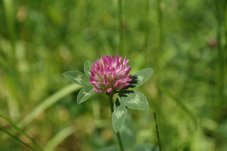 Клевер Луговой Trifolium praténse