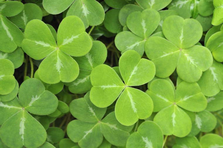 Клевер трилистник растение