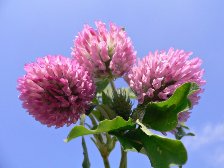 Клевер куст