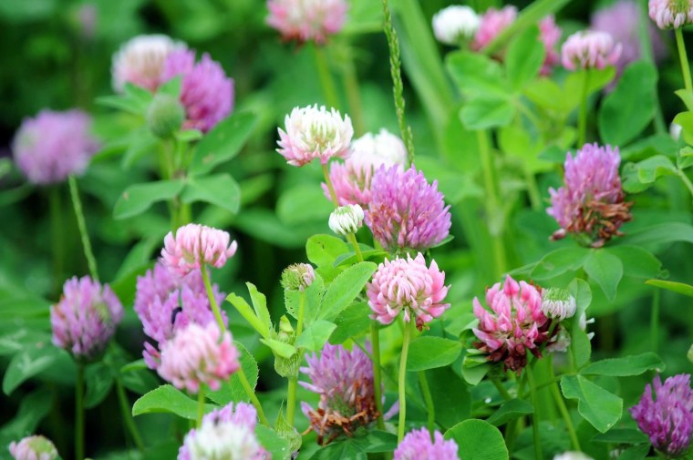 Клевер Луговой растение