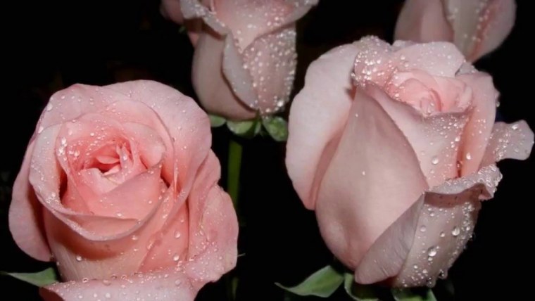 Самые красивые розы для подруги