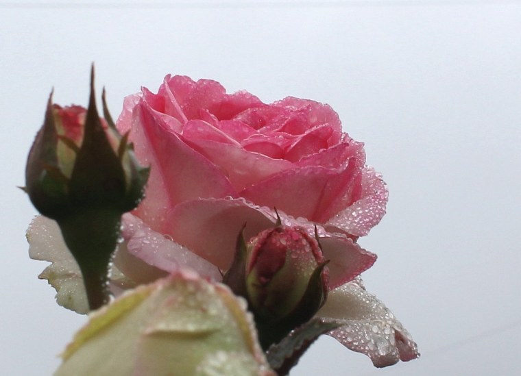 Цветы любовь нежность