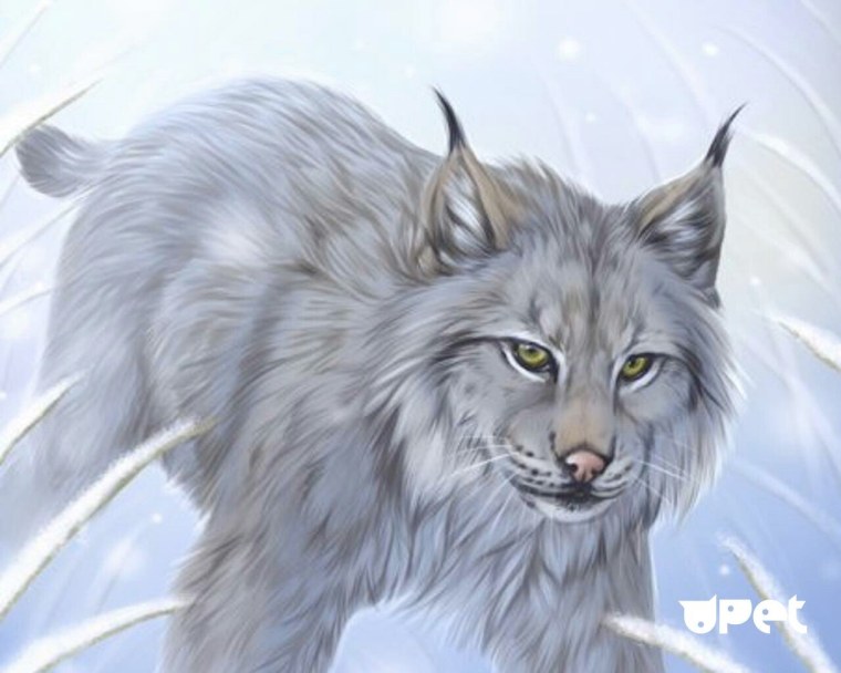 Коты Воители снежный Барс