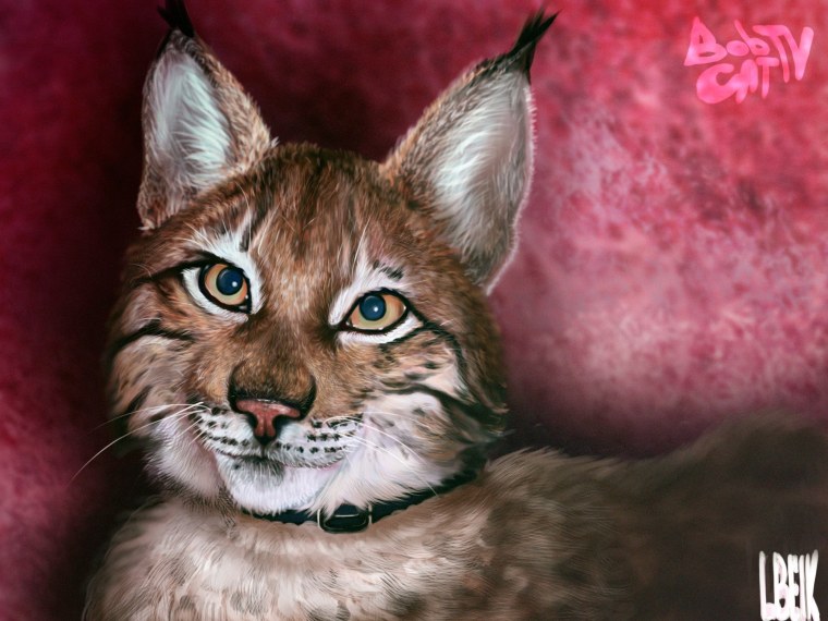 Каракал, пустынная Рысь