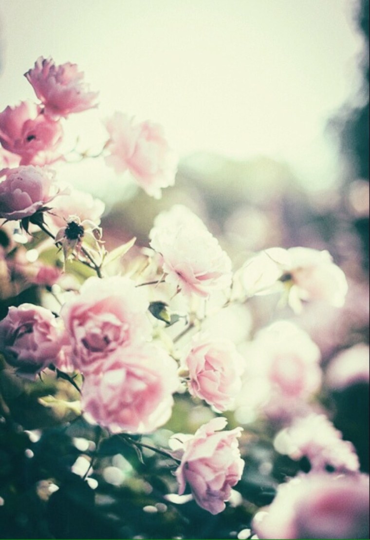 Размытые нежные цветы