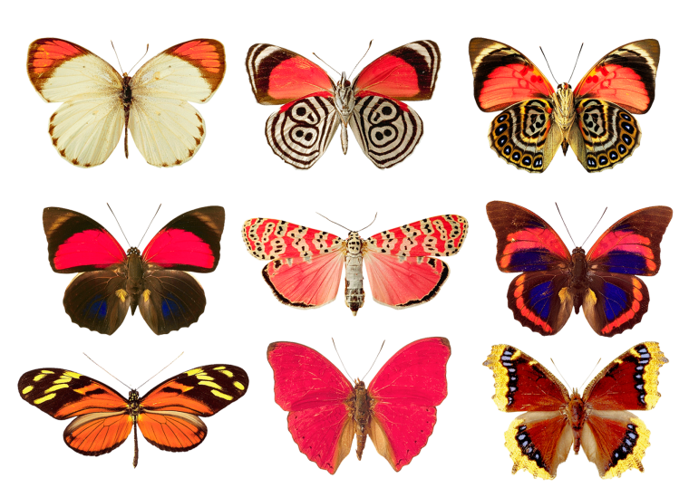 Большие цветные бабочки