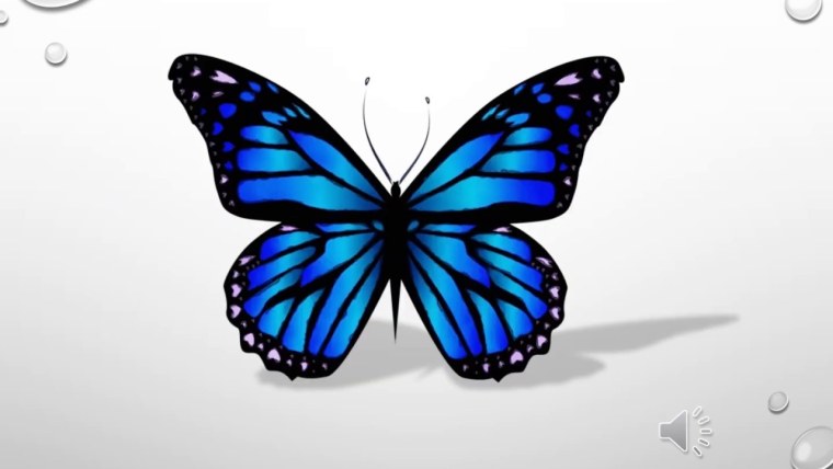 Разноцветные бабочки