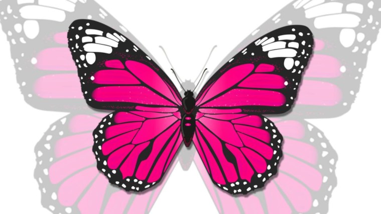 Бабочка черно белая