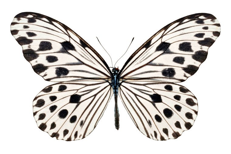 Красная бабочка