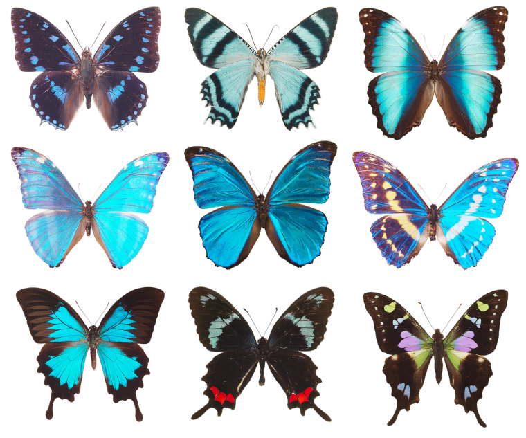 Бабочки инди КИД