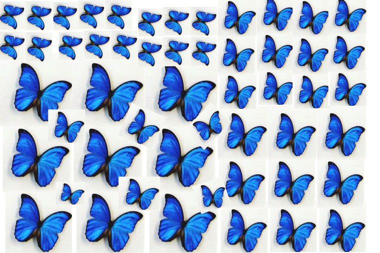 Бабочки разных цветов