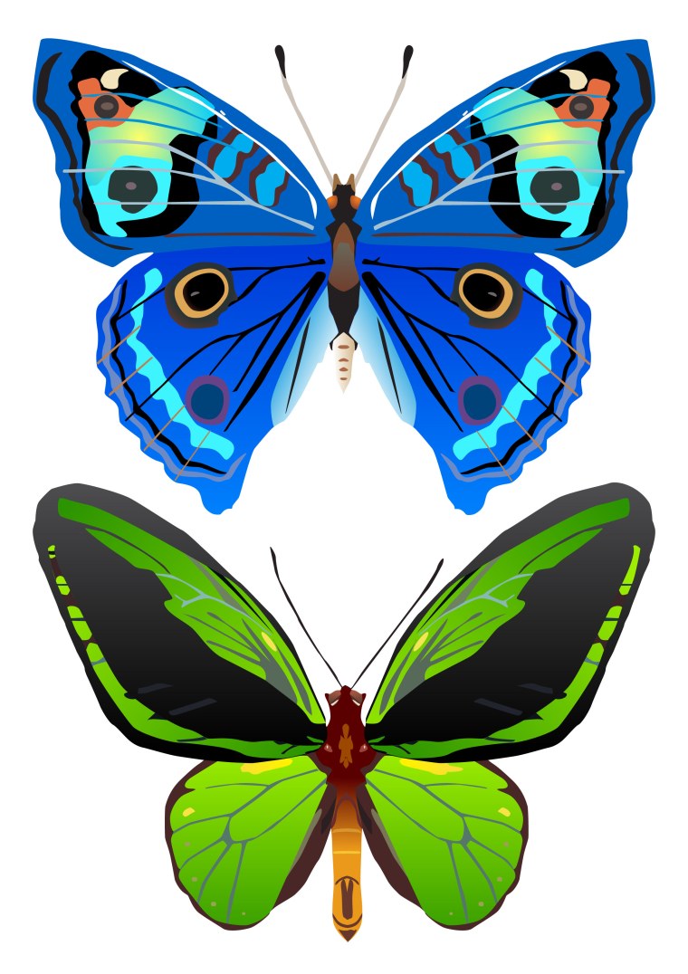 Бабочки для вырезания цветные