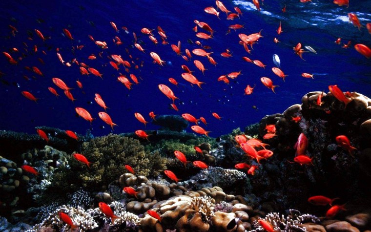 Подводный мир океана