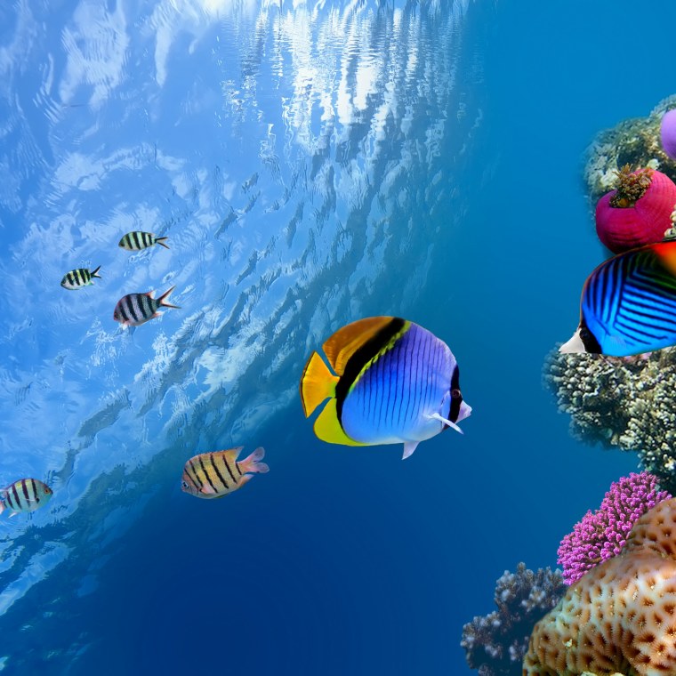Рыбы кораллового рифа