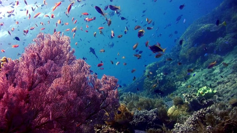 Бурые водоросли Средиземного моря