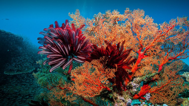 Подводный мир