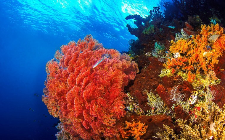 Морские кораллы на Красном море