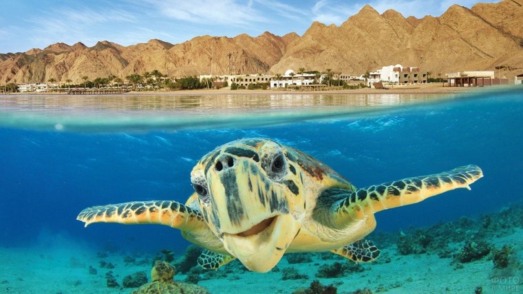 Разноцветные рыбки в море