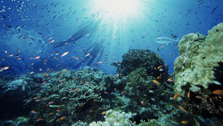 Рыбки в коралловых рифах