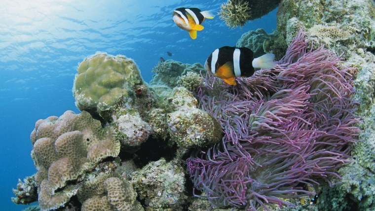 Подводный мир рыб и кораллов