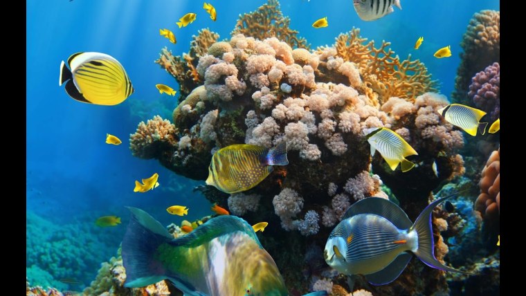 Шарм-Эль-Шейх кораллы