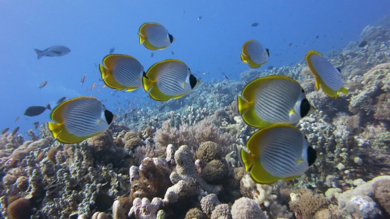 Рифы Атлантического океана