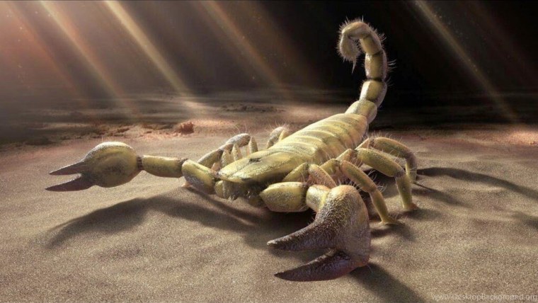 Знак зодиака Скорпион