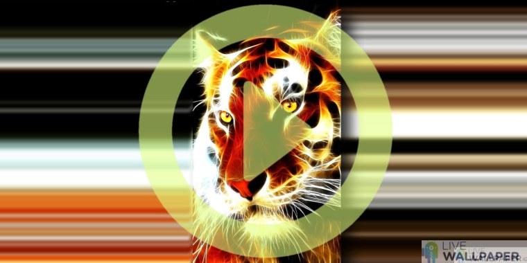 Снежный Барс и тигр