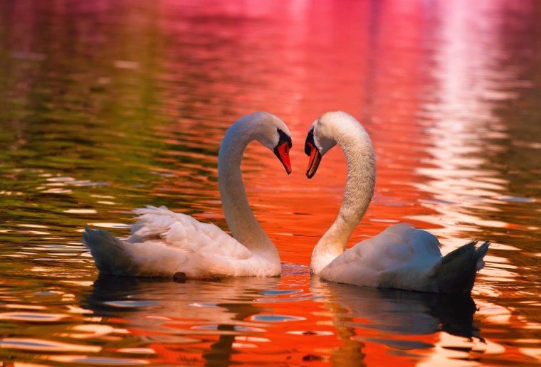 Любовь и лебеди
