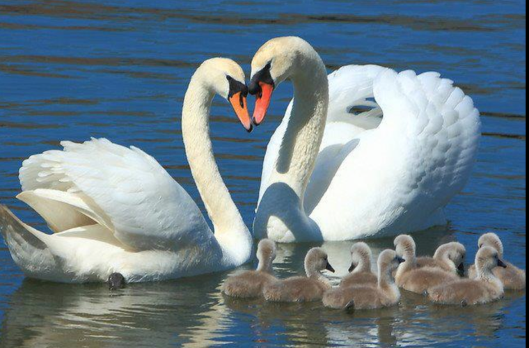 Лебедь шипун семья