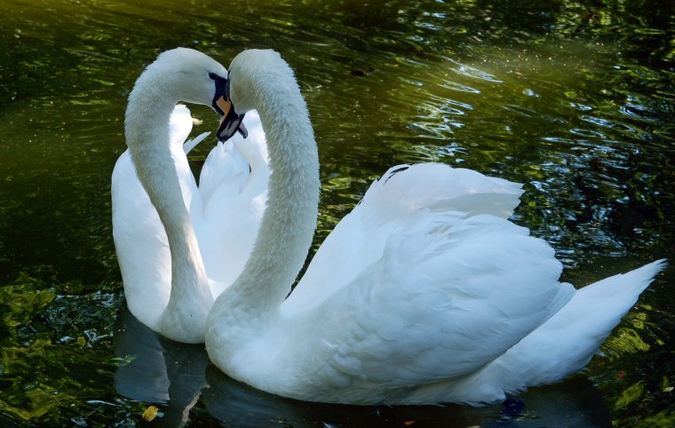 Лебеди на всю жизнь