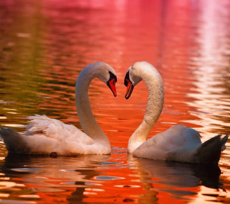 Влюбленные лебеди