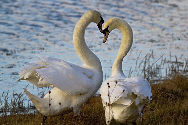 Влюбленные лебеди